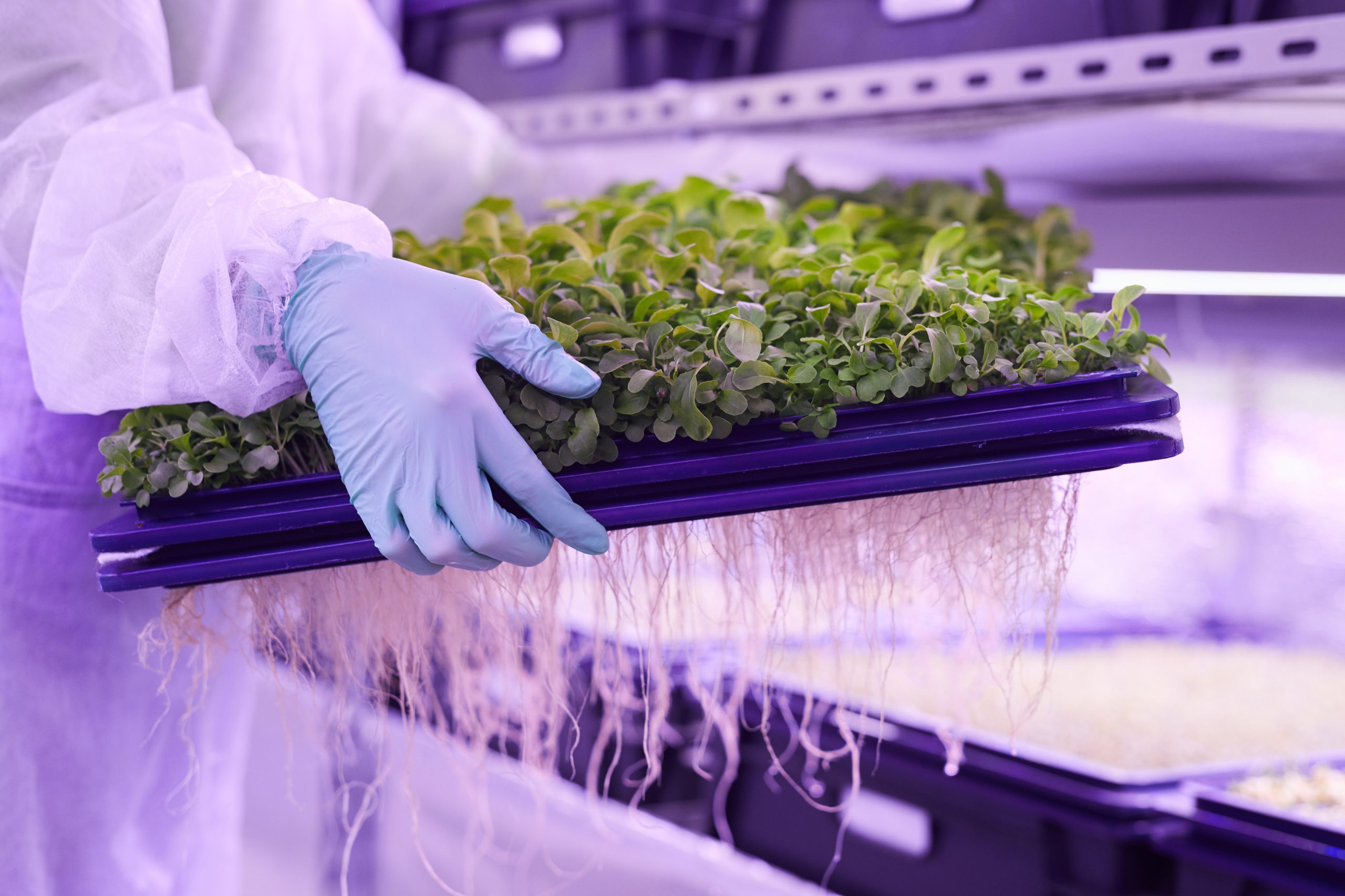 Replanting Seedlings in Greenhouse